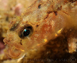 A little Goby by Vidar Aas 